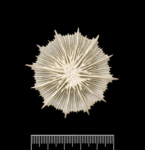 Oral surface of corallum.