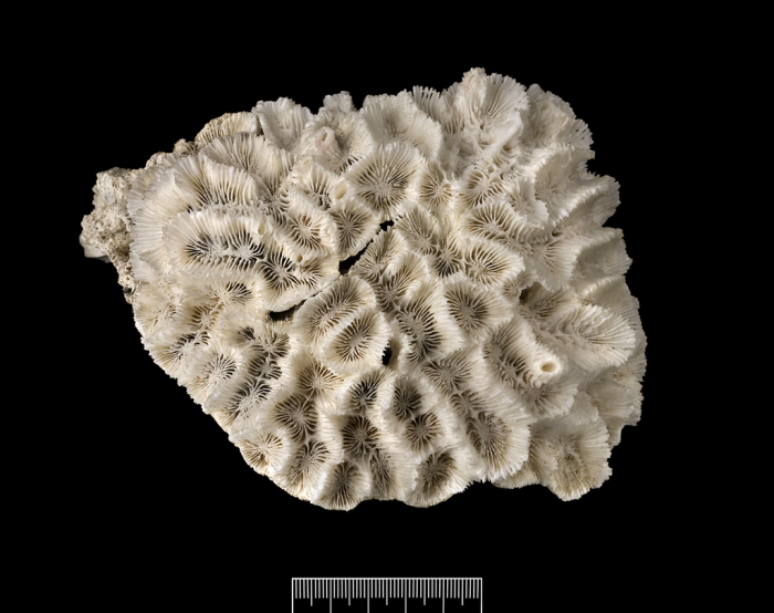Upper surface of Ulophyllia Upper surface of Ulophyllia