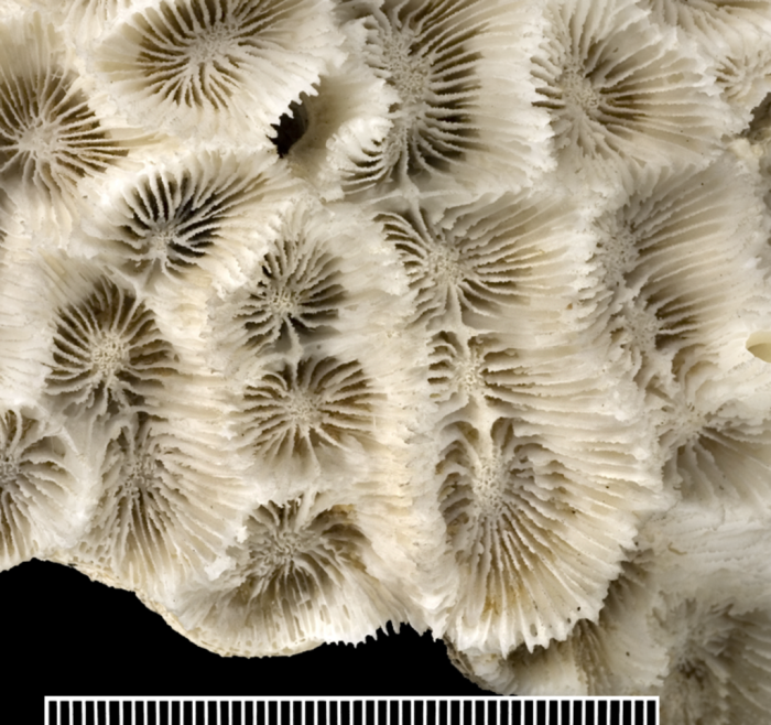 Closeup of oral surface of holotype. Closeup of oral surface of holotype.
