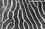 Detail of colony surface of holotype of Leptoria phrygia showing meandroid calical arrangement.
