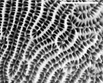 Detail of colony surface of holotype of Leptoria phrygia.