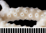 Holotype of Anacropora forbesi