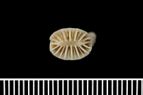 Syntype of Blastotrochus nutrix Milne Edwards & Haime, 1848