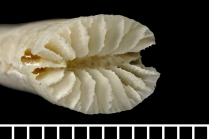 Syntype of Blastotrochus nutrix Milne Edwards & Haime, 1848