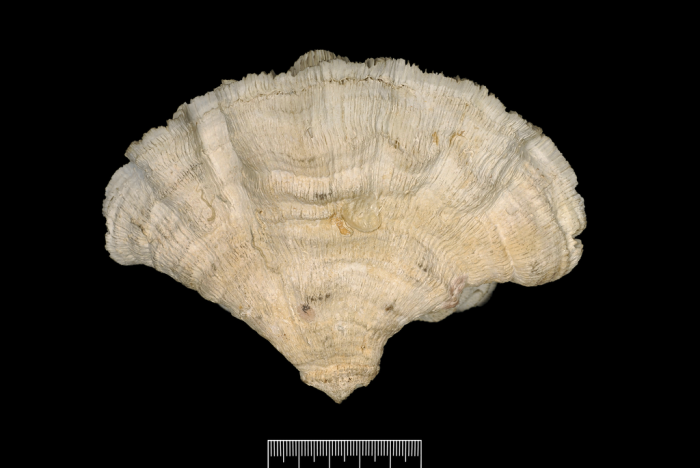 Lectotype of Catalaphyllia jardinei (Saville Kent, 1893) Lectotype of Catalaphyllia jardinei (Saville Kent, 1893)