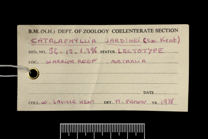Label from the lectotype of Catalaphyllia jardinei (Saville Kent, 1893) Label from the lectotype of Catalaphyllia jardinei (Saville Kent, 1893)