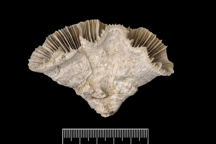 A paratype of Catalaphyllia jardineri (Saville Kent, 1893) A paratype of Catalaphyllia jardineri (Saville Kent, 1893)