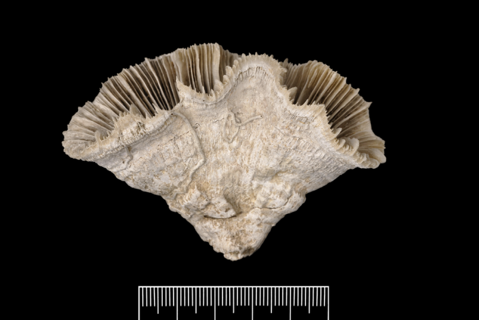 A paratype of Catalaphyllia jardineri (Saville Kent, 1893)