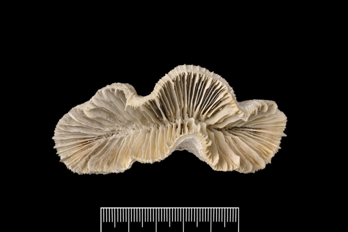 A paratype of Catalaphyllia jardineri (Saville Kent, 1893) A paratype of Catalaphyllia jardineri (Saville Kent, 1893)