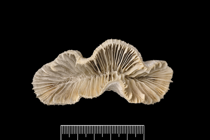 A paratype of Catalaphyllia jardineri (Saville Kent, 1893)