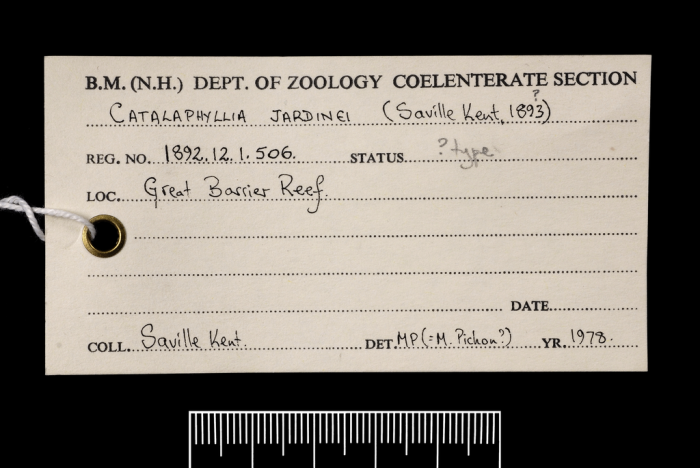 The label from a paratype of Catalaphyllia jardinei (Saville Kent, 1893) The label from a paratype of Catalaphyllia jardinei (Saville Kent, 1893)
