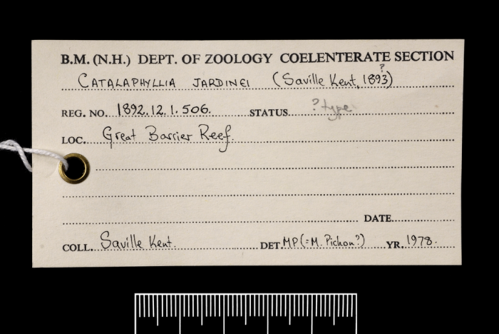 The label from a paratype of Catalaphyllia jardinei (Saville Kent, 1893)