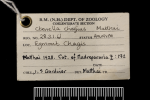 Label from the holotype of Ctenella chagius