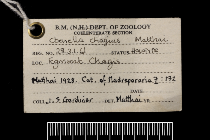 Label from the holotype of Ctenella chagius Label from the holotype of Ctenella chagius