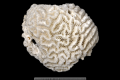 Anthozoa