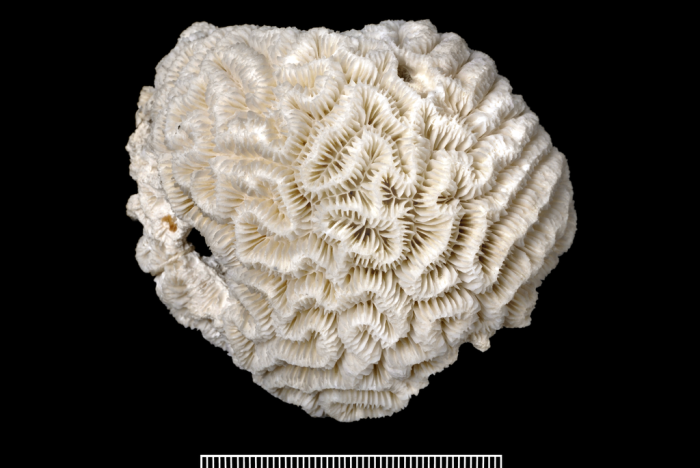 Holotype of Ctenella chagius Holotype of Ctenella chagius
