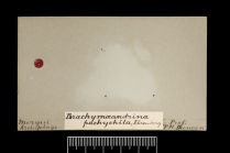 Label from the holotype of Brachymaeandrina pachychila.