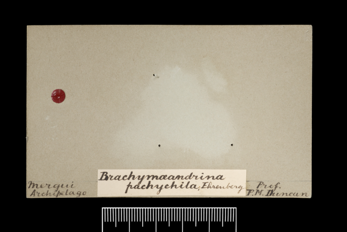 Label from the holotype of Brachymaeandrina pachychila. Label from the holotype of Brachymaeandrina pachychila.