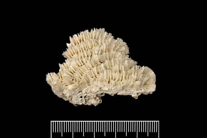 The holotype of Brachymaeandrina pachychila The holotype of Brachymaeandrina pachychila