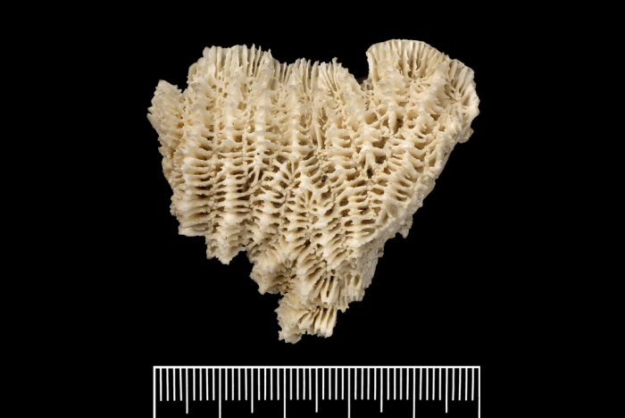 The holotype of Brachymaeandrina pachychila The holotype of Brachymaeandrina pachychila