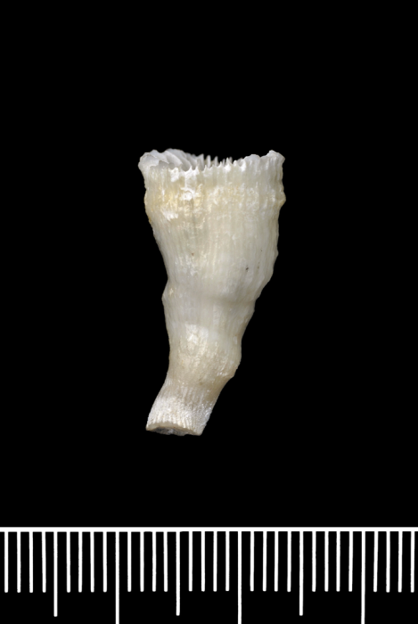 Lectotype of Cyathoceras cornu Moseley, 1881 Lectotype of Cyathoceras cornu Moseley, 1881