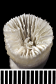 Anthozoa