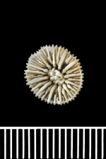 A syntype of Cyathoceras cornu Moseley, 1881