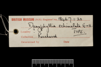 Label for syntype of Dasyphyllia echinulata Milne Edwards & Haime, 1849b