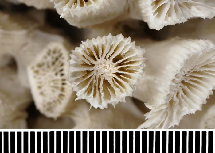 Syntype of Dasyphyllia echinulata Milne Edwards & Haime, 1849 Syntype of Dasyphyllia echinulata Milne Edwards & Haime, 1849