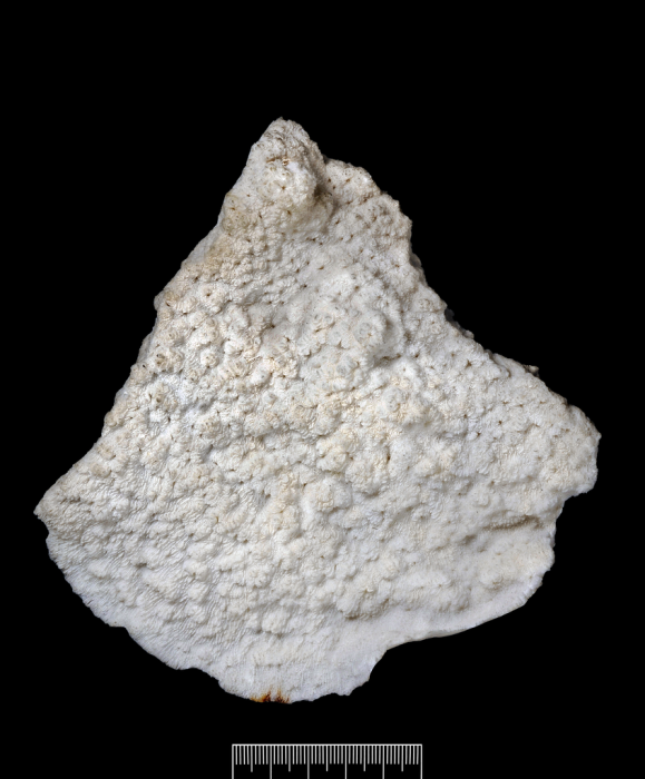 A syntype of Domoseris porosa Quelch, 1886 A syntype of Domoseris porosa Quelch, 1886