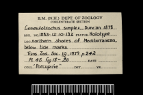 Label for the holotype of Gemmulatotrochus simplex Duncan, 1878