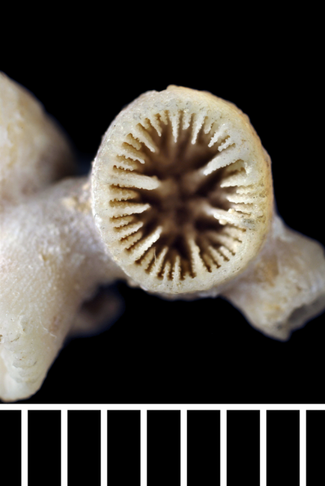 The holotype of Gemmulatrochus simplex Duncan, 1878 The holotype of Gemmulatrochus simplex Duncan, 1878