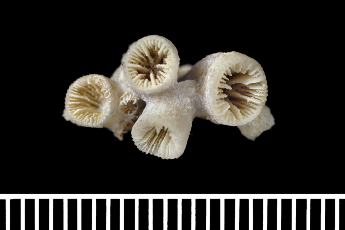 The holotype of Gemmulatrochus simplex Duncan, 1878 The holotype of Gemmulatrochus simplex Duncan, 1878