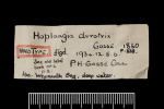 Label for the holotype of Hoplangia durotrix Gosse, 1860