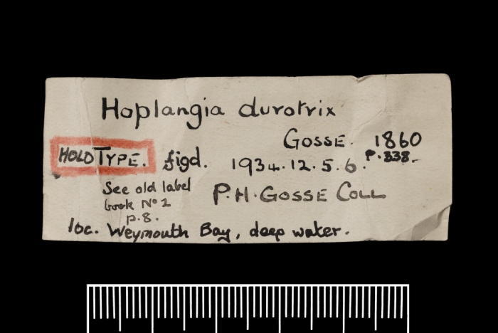 Label for the holotype of Hoplangia durotrix Gosse, 1860 Label for the holotype of Hoplangia durotrix Gosse, 1860