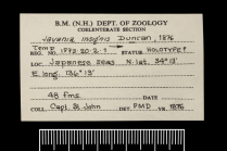 Label for the holotype of Javania insignis Duncan, 1876