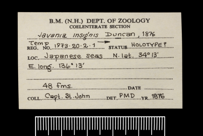 Label for the holotype of Javania insignis Duncan, 1876 Label for the holotype of Javania insignis Duncan, 1876
