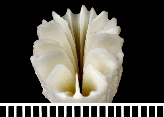 The holotype of Javania insignis Duncan, 1876 The holotype of Javania insignis Duncan, 1876