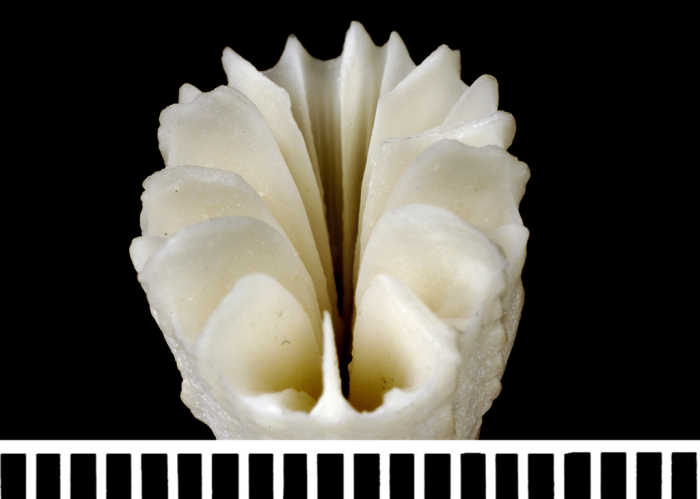 The holotype of Javania insignis Duncan, 1876