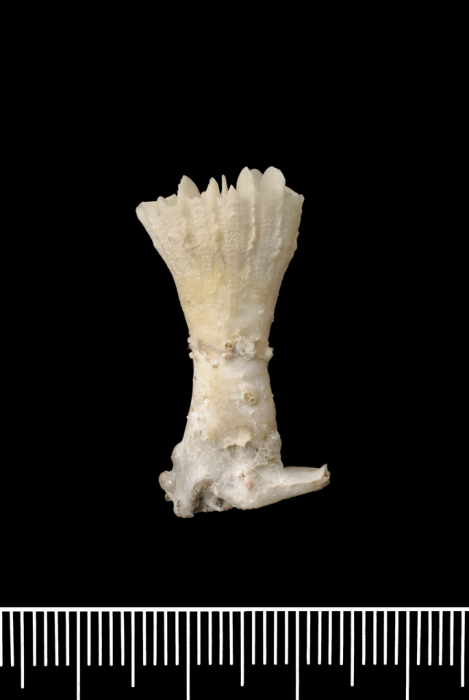 The holotype of Javania insignis Duncan, 1876 The holotype of Javania insignis Duncan, 1876
