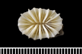 Anthozoa