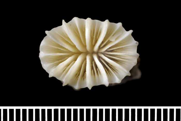 The holotype of Javania insignis Duncan, 1876 The holotype of Javania insignis Duncan, 1876