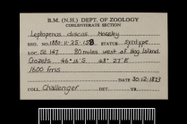 Label for a syntype of Leptopenus discus Moseley, 1881