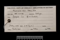 Label for holotype of Montigyra kenti Matthai, 1928