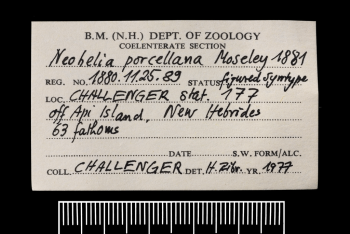 Label for a syntype of Neohelia porcellana Moseley, 1881 Label for a syntype of Neohelia porcellana Moseley, 1881