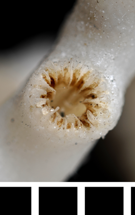 A syntype of Neohelia porcellana Moseley, 1881 A syntype of Neohelia porcellana Moseley, 1881