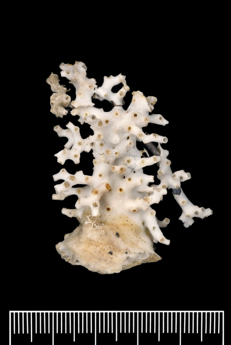 A syntype of Neohelia porcellana Moseley, 1881 A syntype of Neohelia porcellana Moseley, 1881