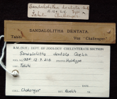 Label for the holotype of Sandalolitha dentata Quelch, 1884