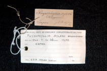 Label for the holotype of Physophyllia ayleni Wells, 1935