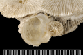 Anthozoa